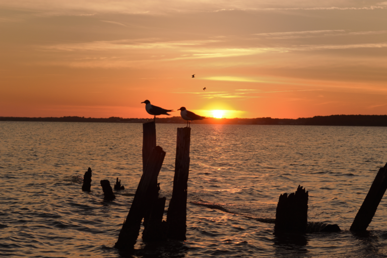 Read more about the article The Ultimate Guide to Southern Delaware & Ocean City, MD: Must-Do Activities & Local Favorites.